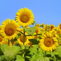 Sonnenblumen - 0206