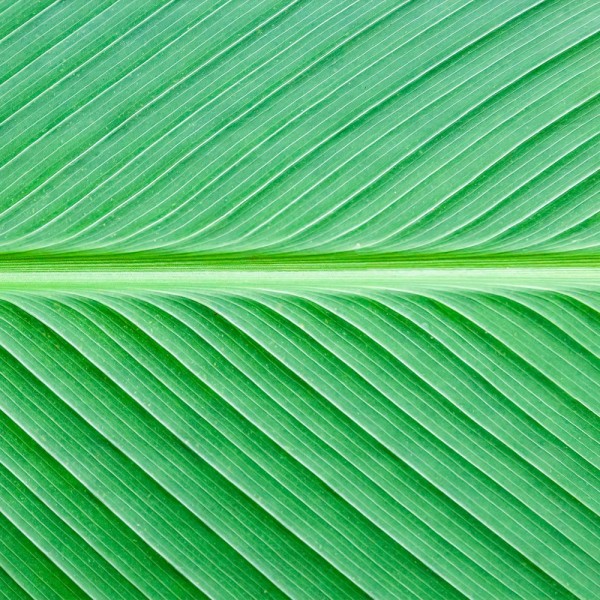 Palmblatt Grün - 9138
